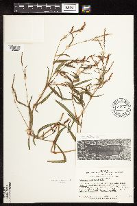 Persicaria hydropiperoides image