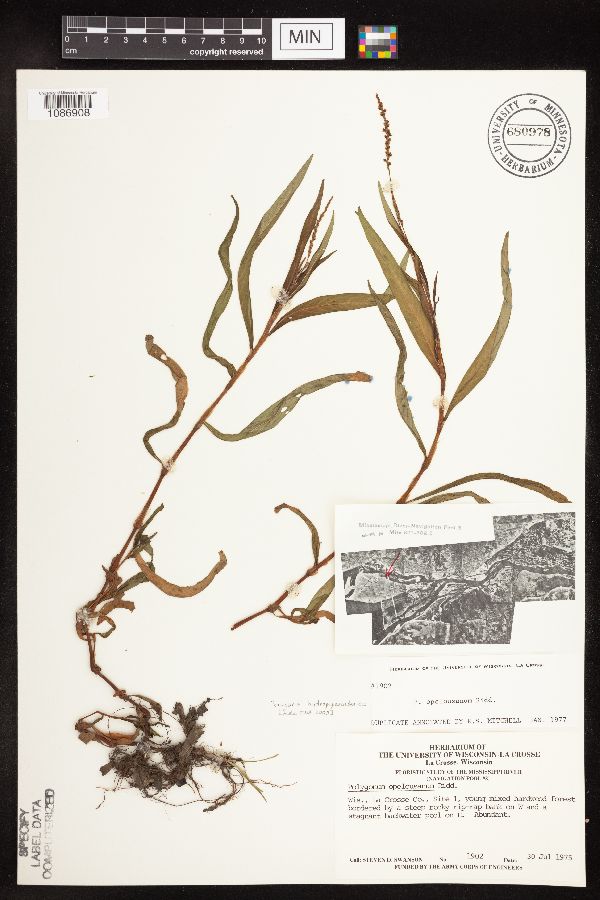 Persicaria hydropiperoides image