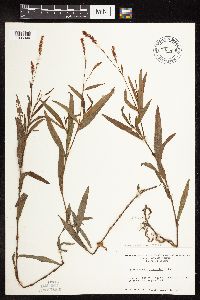 Persicaria hydropiperoides image