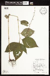 Persicaria virginiana image