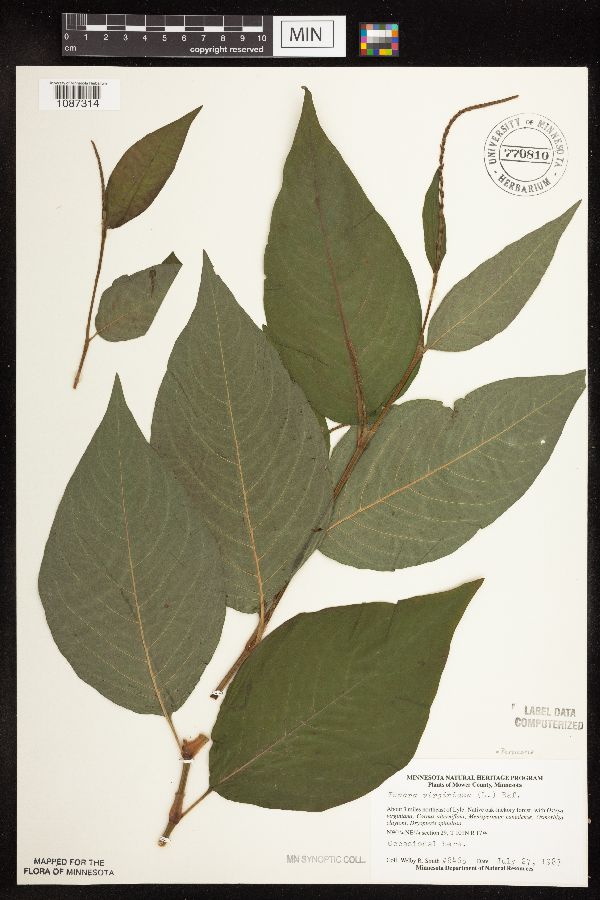 Persicaria virginiana image