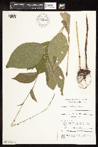 Persicaria virginiana image