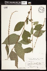 Persicaria virginiana image