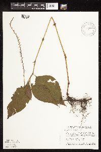 Persicaria virginiana image