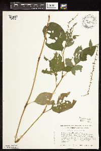 Persicaria virginiana image