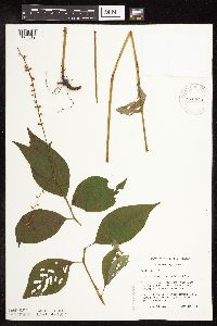 Persicaria virginiana image