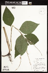 Persicaria virginiana image