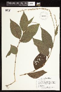 Persicaria virginiana image