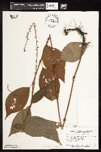 Persicaria virginiana image