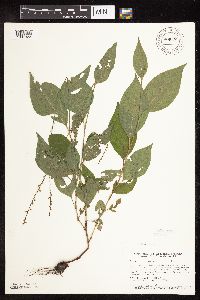 Persicaria virginiana image