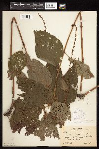 Persicaria virginiana image