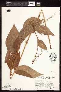 Persicaria virginiana image