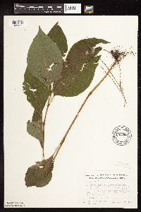 Persicaria virginiana image