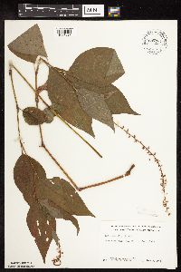 Persicaria virginiana image