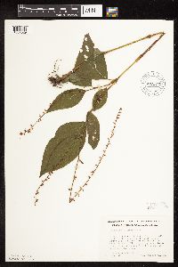 Persicaria virginiana image