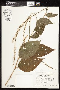 Persicaria virginiana image