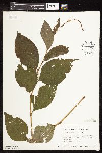 Persicaria virginiana image