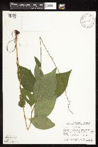 Persicaria virginiana image