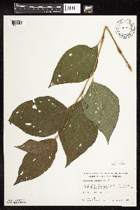 Persicaria virginiana image