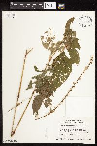 Persicaria virginiana image
