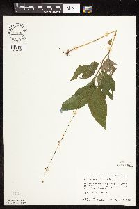 Persicaria virginiana image