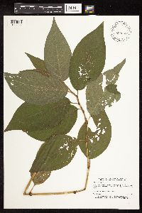 Persicaria virginiana image