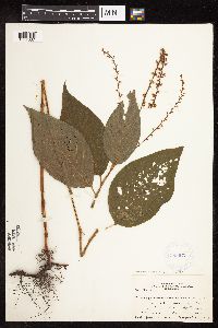 Persicaria virginiana image