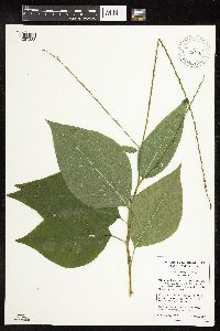 Persicaria virginiana image