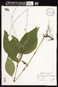 Persicaria virginiana image