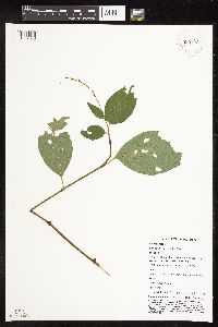 Persicaria virginiana image