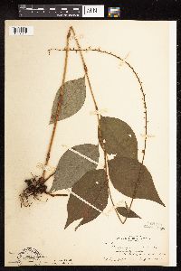 Persicaria virginiana image