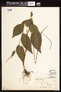 Persicaria virginiana image