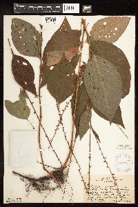 Persicaria virginiana image