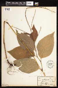 Persicaria virginiana image