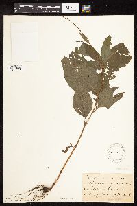 Persicaria virginiana image