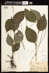 Persicaria virginiana image