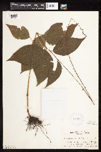 Persicaria virginiana image