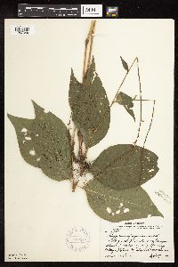 Persicaria virginiana image