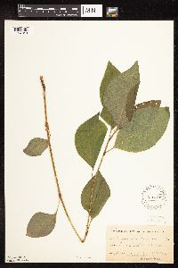 Persicaria virginiana image