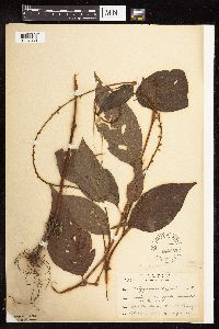 Persicaria virginiana image