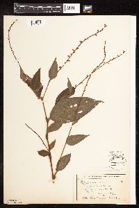 Persicaria virginiana image