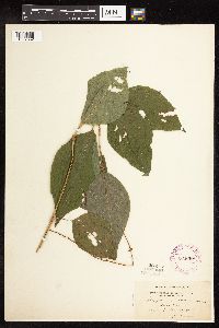 Persicaria virginiana image