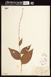 Persicaria virginiana image
