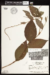 Persicaria virginiana image