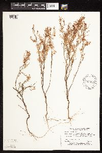 Polygonella articulata image