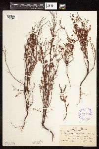 Polygonella articulata image