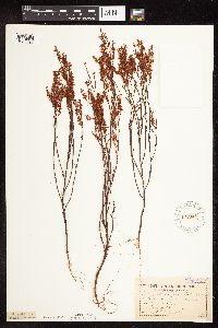 Polygonella articulata image