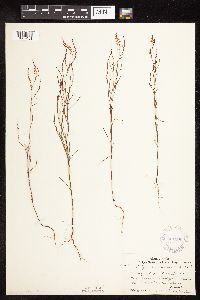 Polygonella articulata image