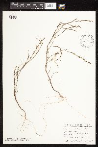 Polygonella articulata image