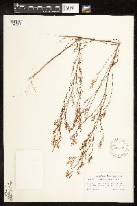 Polygonella articulata image